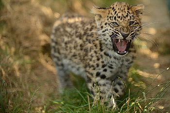 Animals, Grass, Young, Leopard, Aggression, Grin, Predator, Big Cat, Stroll, Joey HD wallpaper