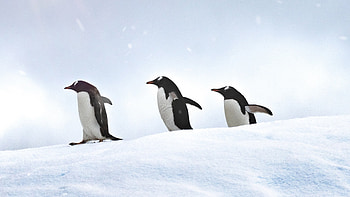 Penguins Walking, penguins, animals HD wallpaper