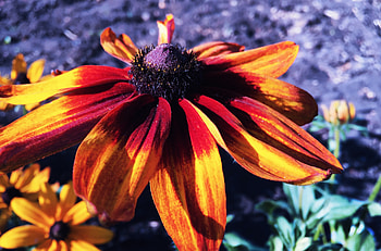 Flowers, Flower, Petals, Rudbeckia, Rudbekia, Rudbeckia Hairy, Rudbekia Hairy HD wallpaper
