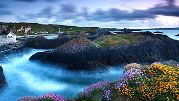 Flowers in Mountain, sea, house, landscape, clouds, nature, flowers, mists, mountain HD wallpaper