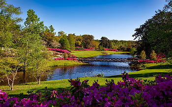A beautiful spring garden landscape featuring vibrant pink flowers, a serene river, and a que bridge. HD wallpaper
