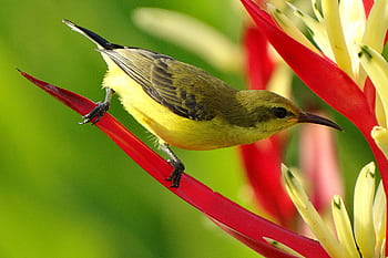 Close-up of an olive-backed sunbird perched on colorful tropical flowers outdoors. HD wallpaper