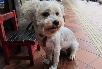 Dog posturing for the camera, dog, smart, posturing, cute HD wallpaper