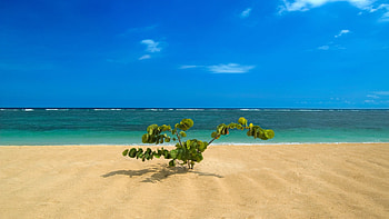Lone tropical plant on a beach, Tropical, Plant, Sand, Sea, Beach HD wallpaper