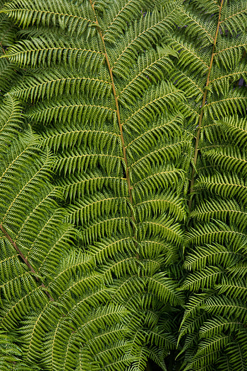 Nature, Leaves, Plant, Fern, Carved, Common Ostrich, Ostrich Ordinary HD phone wallpaper