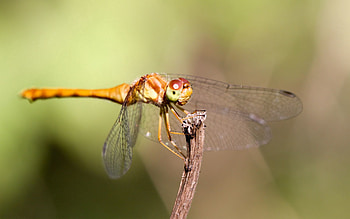 Grass, Macro, Insect, Wings, Mustache, Moustache HD wallpaper