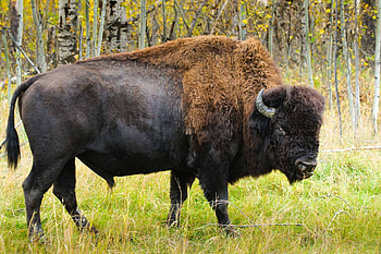 Wood Bison, bovine, bison, woo, forest HD wallpaper