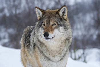 Gray Wolf, Wyoming, Endangered species, Cheney HD wallpaper