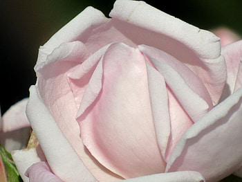 First Rose Kiss, rose, tenderness, white, kiss, nature, beauty HD wallpaper