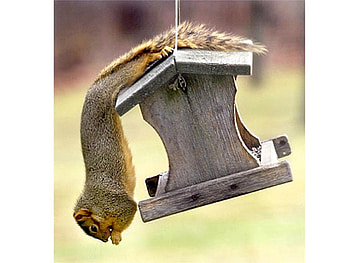 hanging squirrel, interesting, hanging, wild, forest, jumping, squirrel HD wallpaper