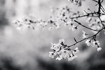 Beautiful black and white of cherry blossom branches with a serene background. HD wallpaper