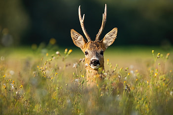 Roe deer, , Stunning backgrounds, Nature's wonders HD wallpaper