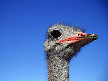 ANIMAL , eyes, cute, nice, sad, animals, 2011, face, cool, pet, happy, good HD wallpaper