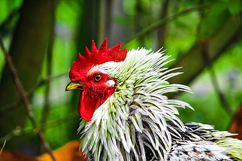 Animals, Bird, Beak, Cock, Rooster, Domestic Bird, Fowl, Scallop HD wallpaper
