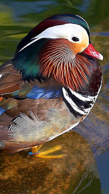 Mandarin Duck, Bird, Lake Background HD phone wallpaper