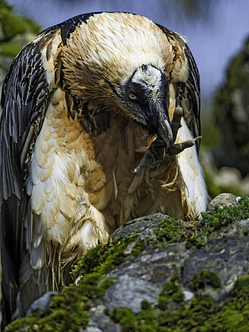 Bearded Vulture, Birds accipitriformes eagles, Birds new world, Eagles HD phone wallpaper