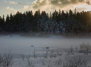 Winter, Nature, Trees, Snow, Fir-Trees HD wallpaper