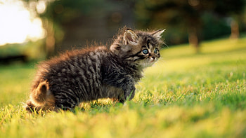 Animals, Cats HD wallpaper