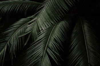 Nature, Leaves, Dark, Palm, Branches HD wallpaper