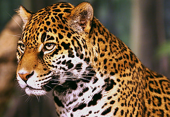 Wild jaguar, animal, jaguar, wildlife, wild, zoo HD wallpaper