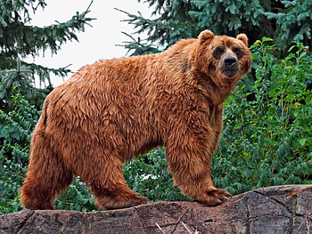 Animals, Grass, Brown, Bear, Color, Large, Big HD wallpaper