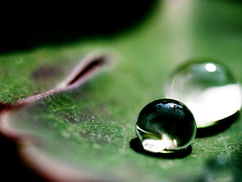 Leaves, Drops, Macro, Huge, Dry HD wallpaper