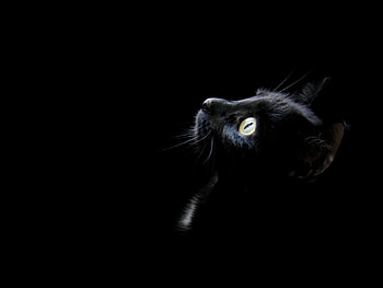 Animals, Cats HD wallpaper