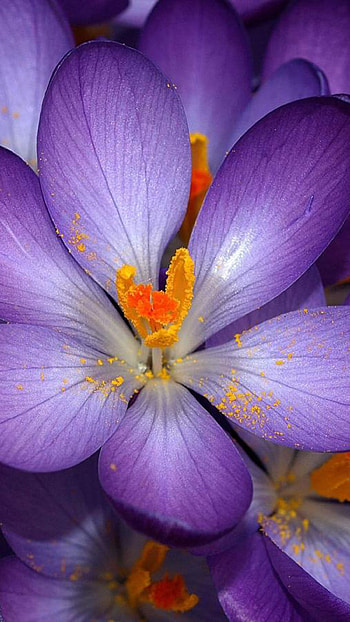 Purple Flowers, Violet Flowers HD phone wallpaper