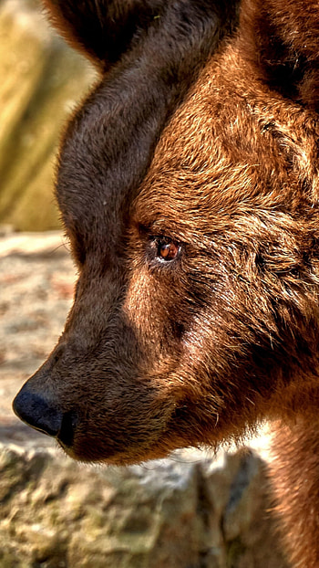 Bear predator, Furry animal, Nature's power, Intense gaze HD phone wallpaper
