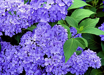 Flowers, Bush, Branches, Bloom, Flowering, Greens, Hydrangea HD wallpaper
