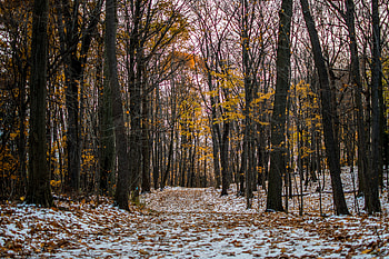Winter, Nature, Trees, Autumn, Snow, Forest, Path, Trail HD wallpaper