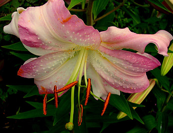 Show Off, r, nature, matrix, flower HD wallpaper