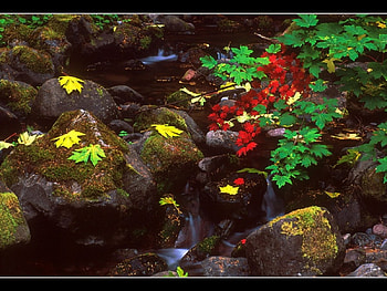 Leaves fall, leaves, nature HD wallpaper