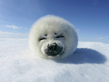 Animals, Winter, Snow HD wallpaper