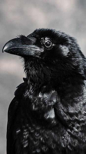 Raven and horse , Majestic together, Mysterious bond, Nature's beauty HD phone wallpaper