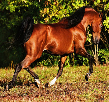 Bay Horse, dcfd, v, gsdf, fs, dg, dx, gs HD wallpaper
