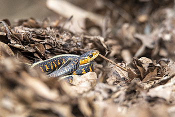 Animals, Grass, Predator, Snake, Scale, Scales HD wallpaper