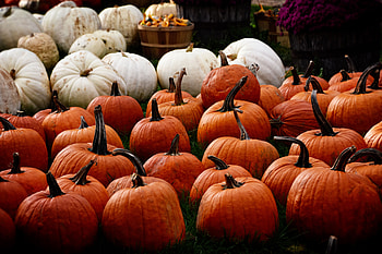 Food, Autumn, Pumpkin, Harvest HD wallpaper