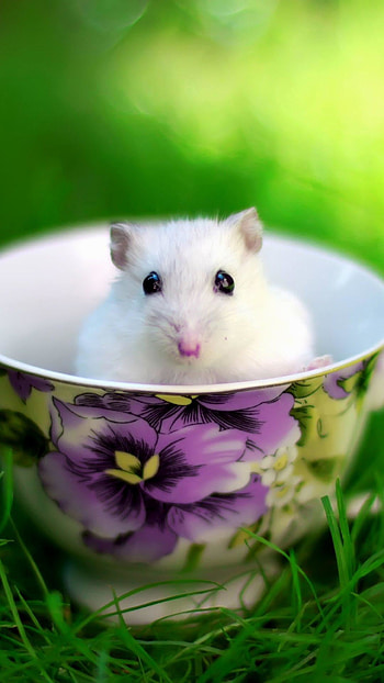 Gerbil , Ethan Mercado, Rodent cuteness, Visual delights HD phone wallpaper
