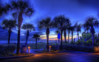 Blue Sunsets Beach, blue, trees, palm, sunset HD wallpaper