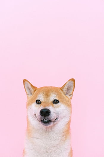 Cute Shiba Inu smiling against a pastel pink backdrop, perfect for pet lovers. HD phone wallpaper