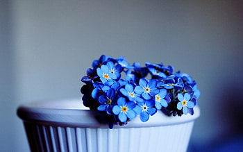 Flowers, Close-Up, Pot, Forget-Me-Nots HD wallpaper