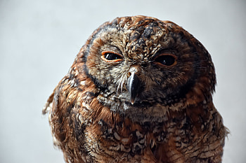 Animals, Owl, Bird, Predator, Squint HD wallpaper