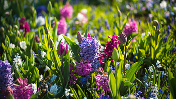 Hyacinth, Spring HD wallpaper