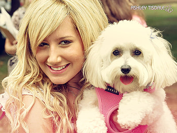 girl and a cute puppy, cute, puppy, girl, pink HD wallpaper