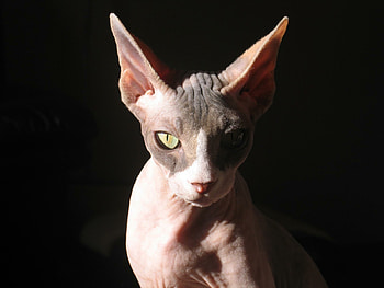 Bi-colored, Sphynx HD wallpaper