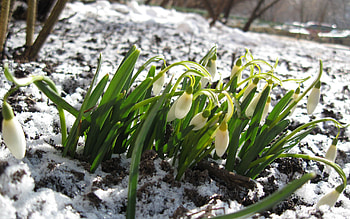 Winter, Nature, Flowers, Snow, Snowdrops HD wallpaper