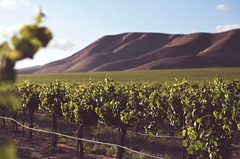 Beautiful vineyard set against rolling hills under a clear blue sky, perfect for wine enthusiasts. HD wallpaper
