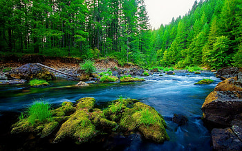 River, , Forest, Moss, Tree HD wallpaper