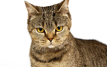Brown tabby, animal, kitten, cat, tabby, feline, pet HD wallpaper